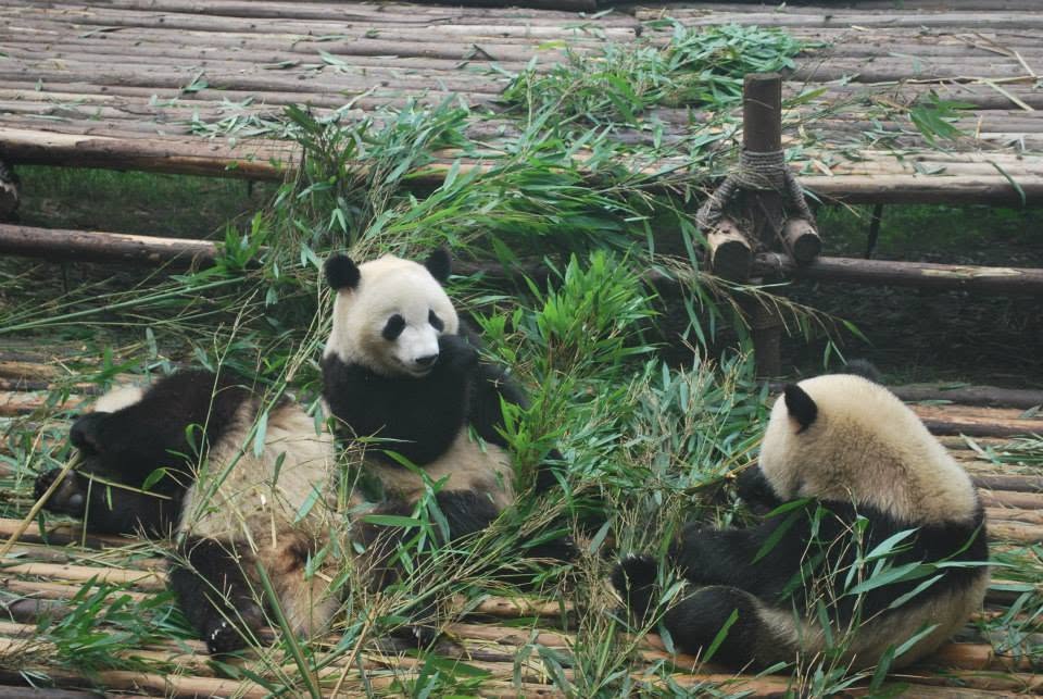 Giant pandas at the breeding base in Chengdu