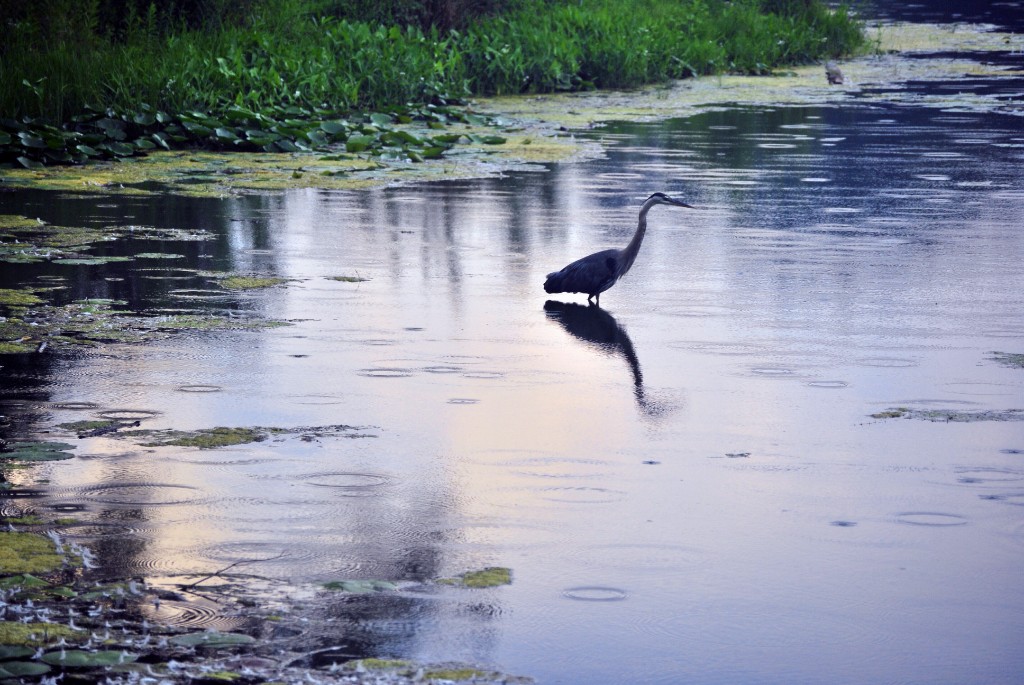 A heron on Beebe Lake in Ithaca, New York